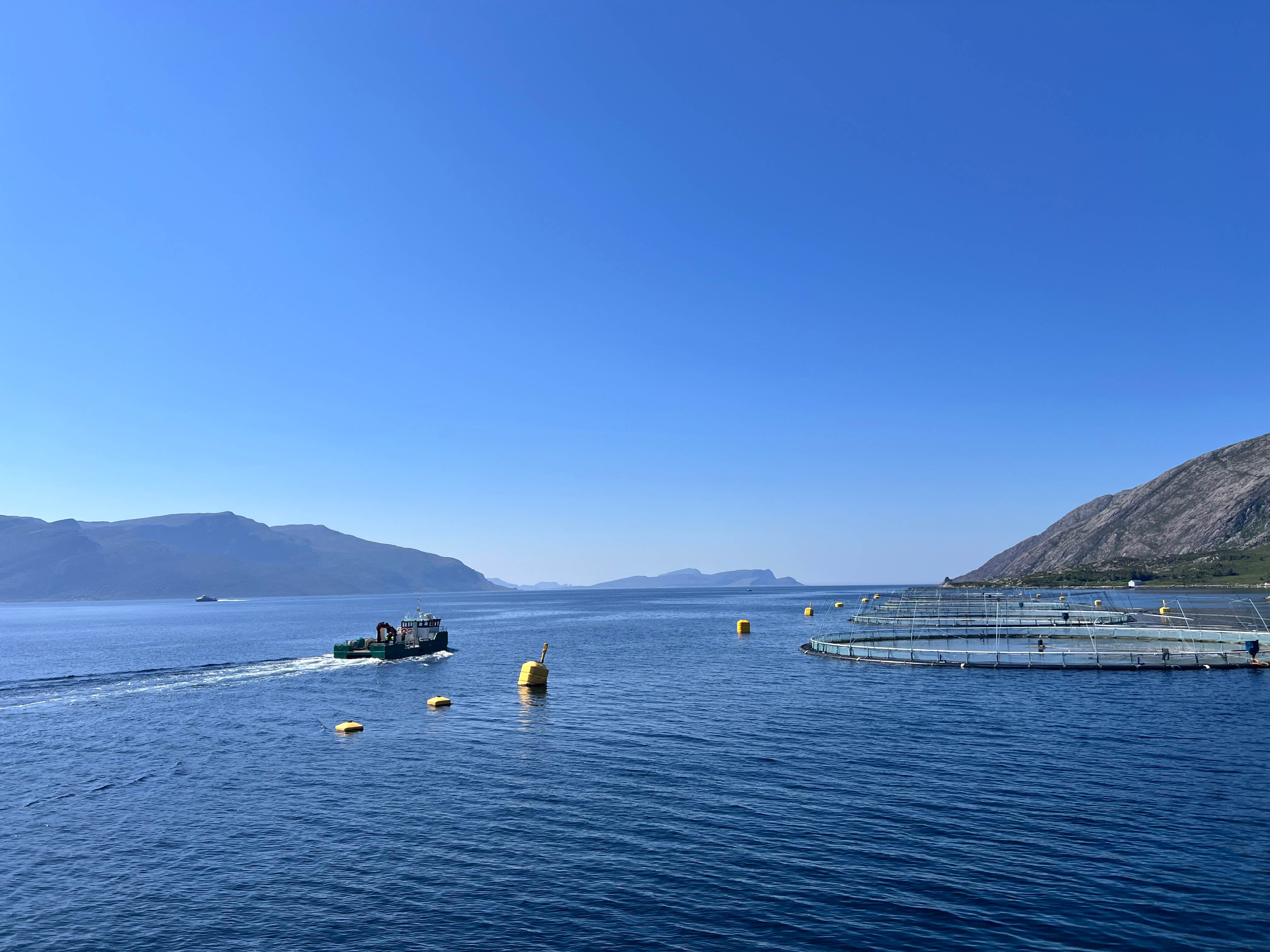 Mehr als nur ein Lachs: Ein Blick unter die Wasseroberfläche.